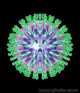 Citomegalovirus umano