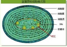 Nucleoide