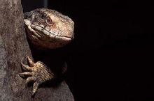 Prairie Lizard