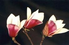 Magnolia