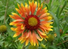 Gaillardia perenne