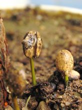 La germinazione dei semi