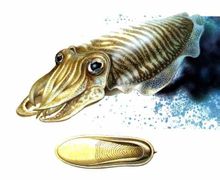 Squid