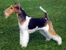 Welsh Terrier