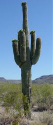 Pilastri cactus