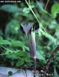 Taiwanese Arisaema