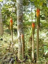 La farina di Konjac
