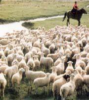 Ganga pecore