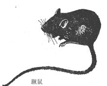 Stumble Rat