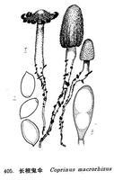 Changgen Coprinus