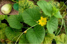 Intestinale erba usura