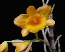 Dendrobium due macchiato stacked guaina