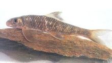 Pesce Angolo