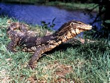 Pagherò sabbia lucertola