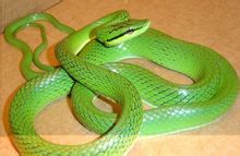 Medog Trimeresurus serpente