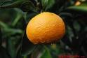 Hashimoto satsuma mandarin