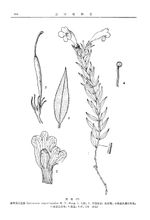 Calyx strettamente appeso pietra Pseudochirita