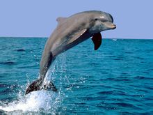 Dolphin