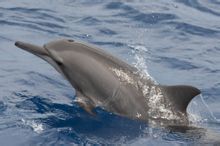 Lungo bacio delfino