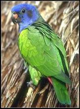 Blue Parrot Capo