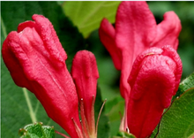 Begonia colorato