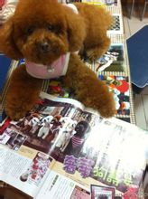 Bob: Xu Qiong crema pet soprannome