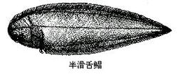 Unico scopo di pesce