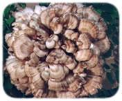 Estratto di Maitake