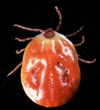 Encefalite da zecche