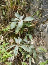 Bianco ragno capelli Pseudochirita