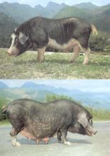 Pig Guanling