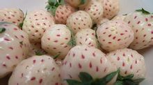 Ananas Lampone