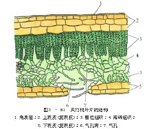 Cellule del mesofillo