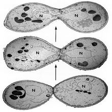 Ascospore Lievito