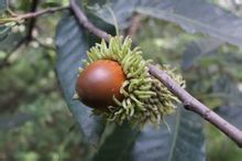 Quercus Divisione frutta
