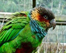 Blu Gola Conure