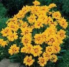 Foglie pelose Rudbeckia