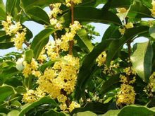 Osmanthus Flower