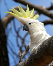 Crested Cockatoo