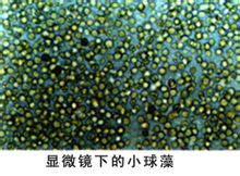 Chlorella