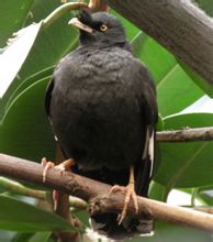 Starling