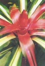 Multicolore Red Star