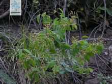 Spiraea Ussuri