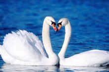Swan