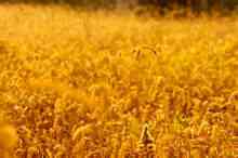 Setaria