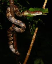 Myanmar serpente smussato-headed