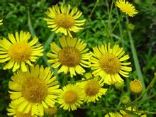 Grande fiore Inula
