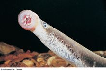 Dente forcella cuneo denti lampreda