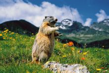 Himalayan marmotta