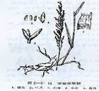 Agrostis